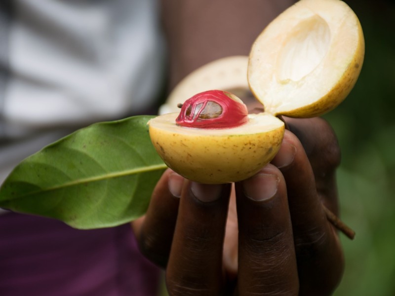 Nutmeg's vibrant beauty revealed inside