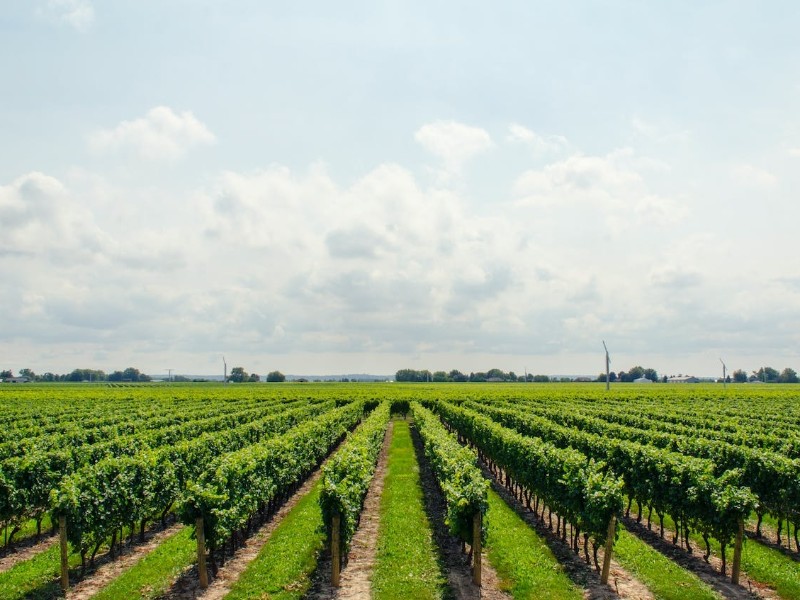 Karas winery- day 10