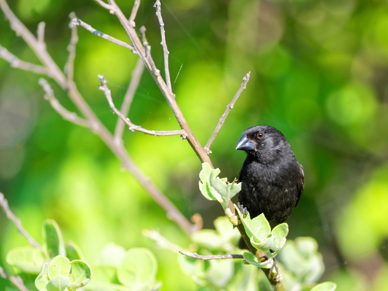 Darwinfinken auf Urbina Bay