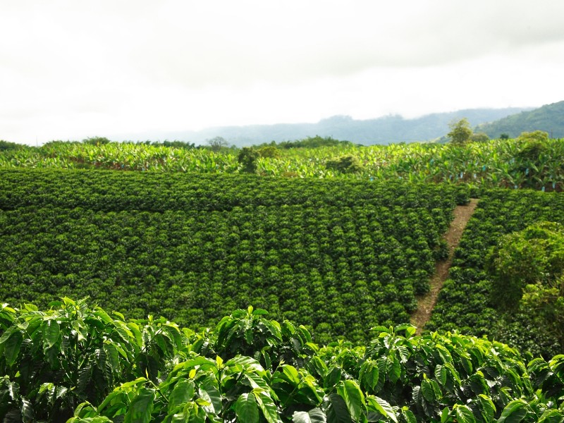 Kaffeezone Kaffeefelder