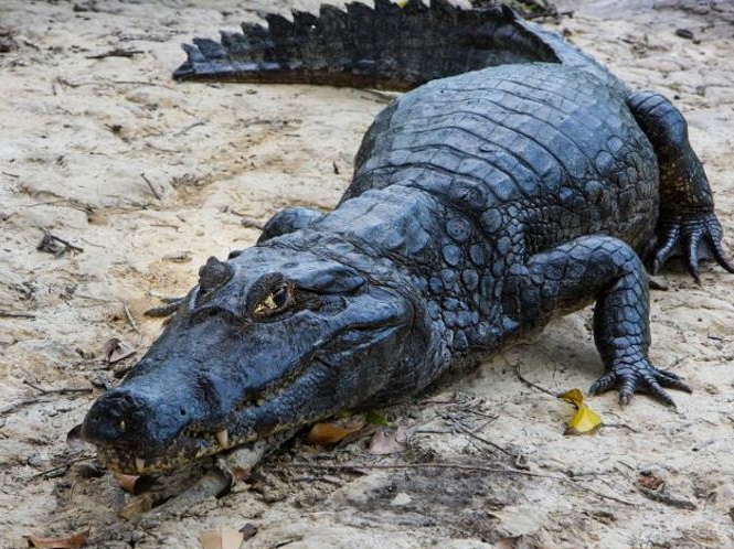 Bolivian Amazon Pampas Adventure 3D/2N