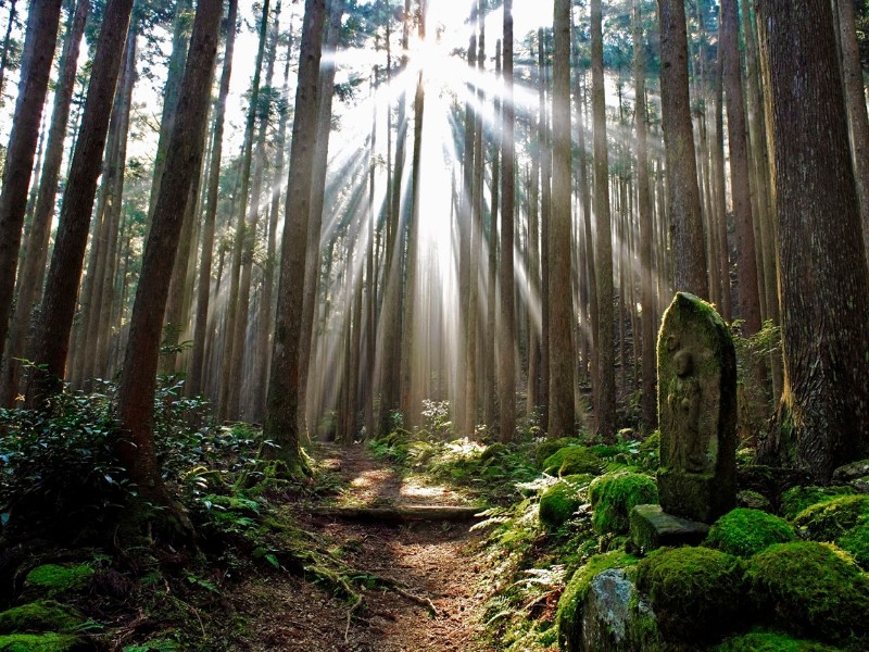 Mystischer Wald entlang des Kumano-Kodo