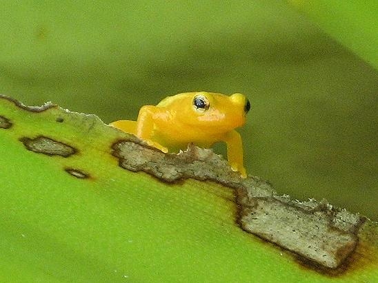 Golden Frog