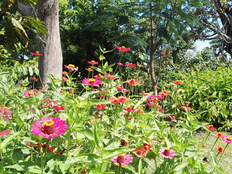 La Rosa de los Vientos 