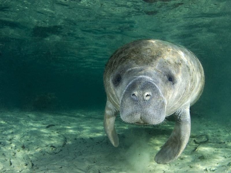 USA - Florida - Crystal River