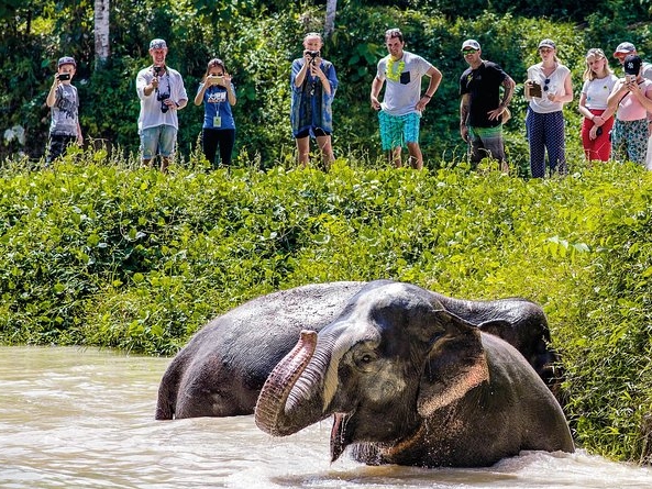 A Morning with the Elephants at Phuket E