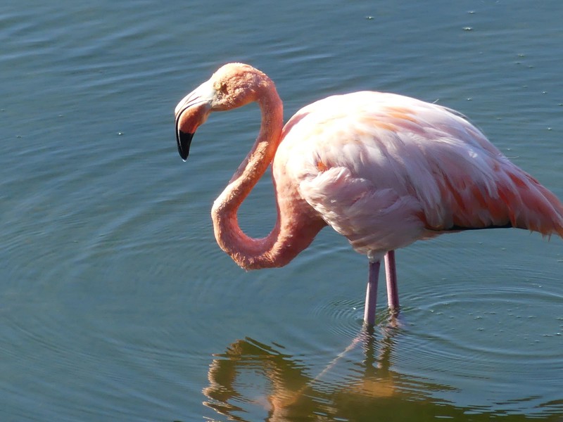 Flamingo auf Isabela