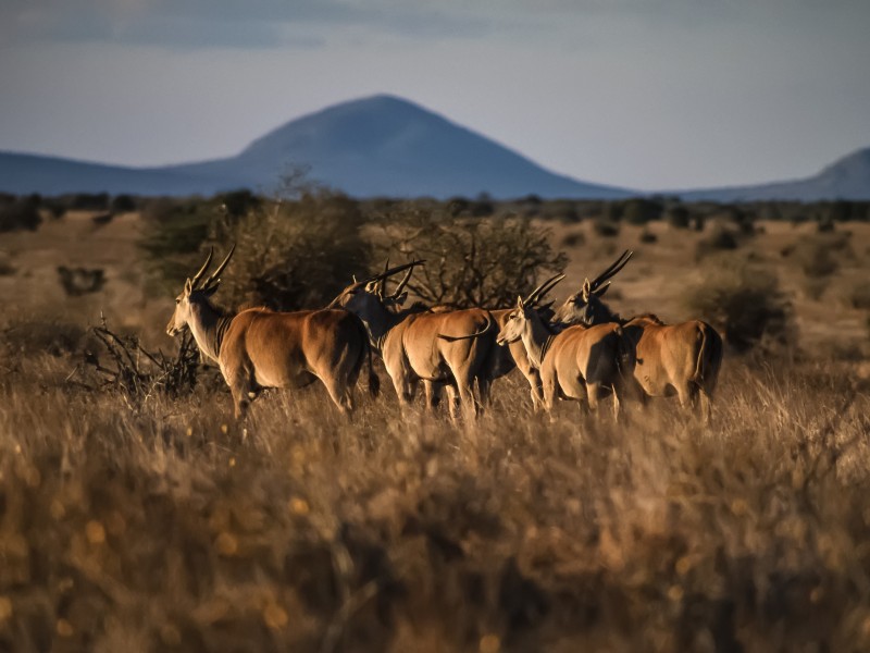 Kenya - Taita Hills NP