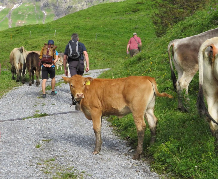Tour of the Schiltalp alpine cheese 