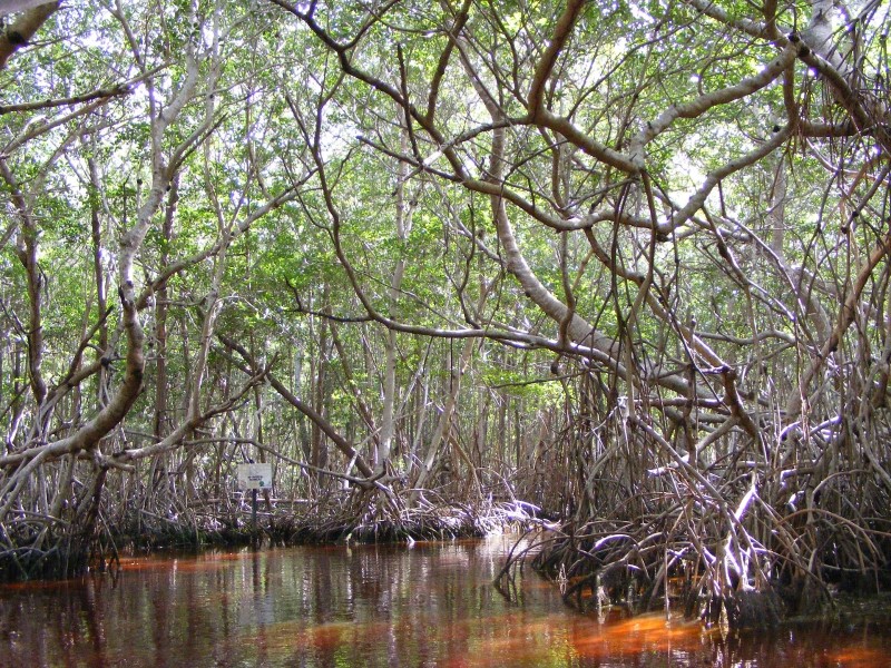 Celestún Mangroves 