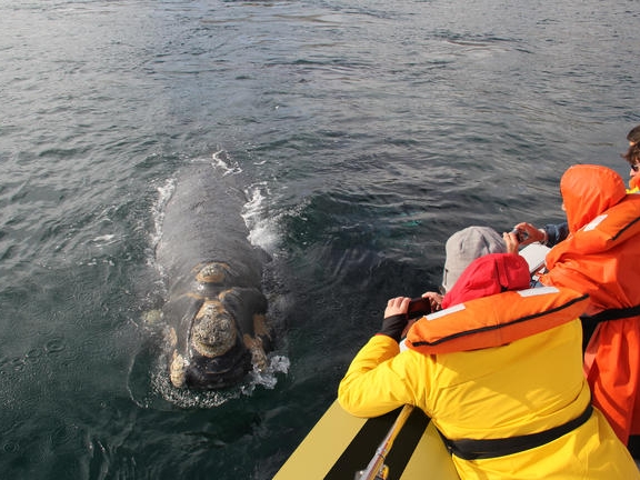 Whale Watching
