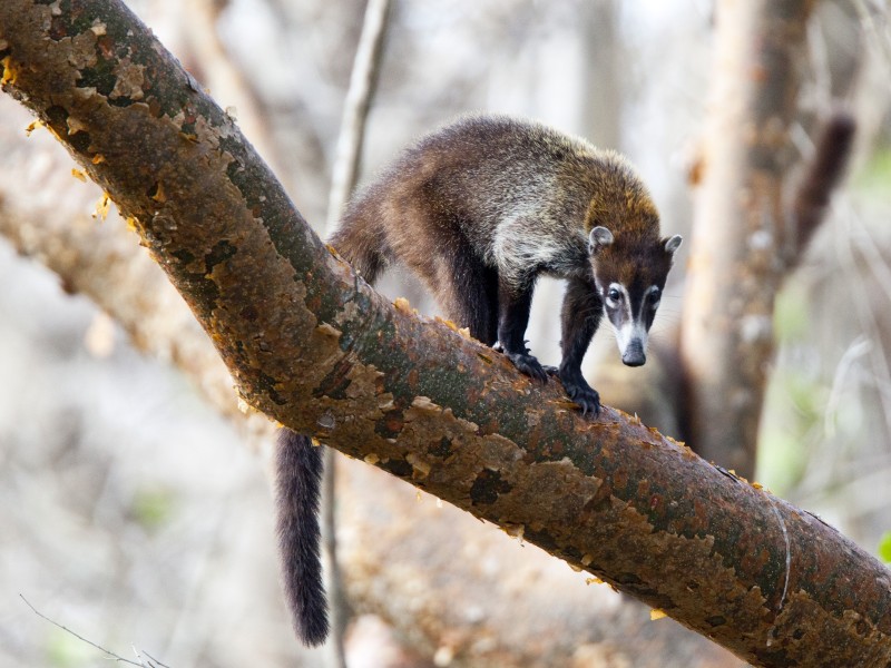 Rincón de la Vieja Nationalpark - Coati