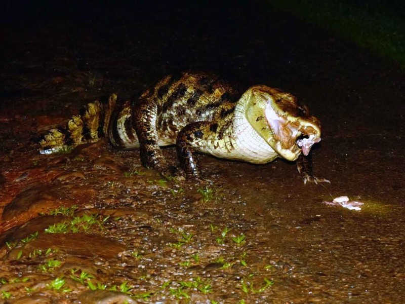 Laguna del Lagarto - Alligator