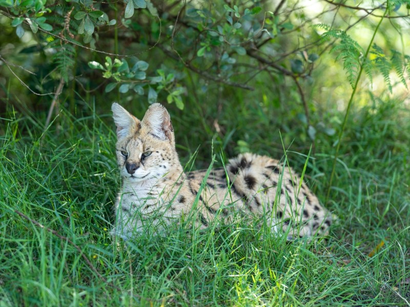 Serval 