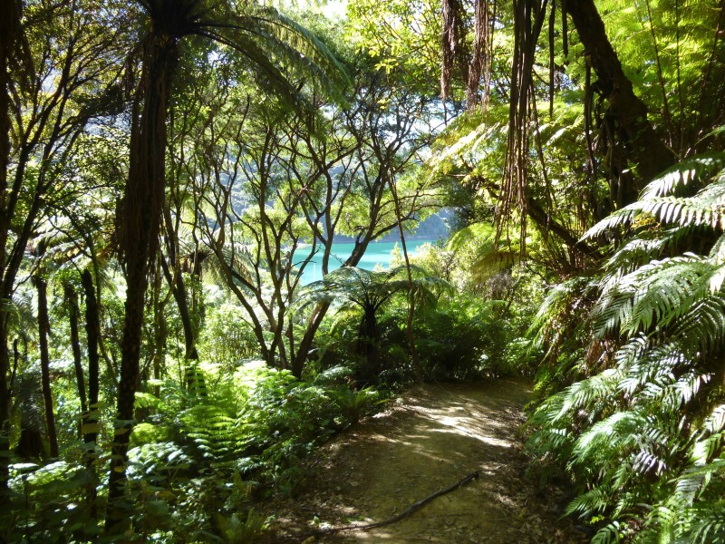 Queen Charlotte Track - Neuseeland