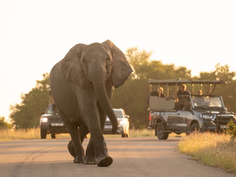 Safari-Krüger Nationalpark-Südafrika