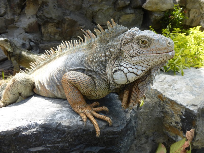 Ecuador - Leguan in Guayaquil
