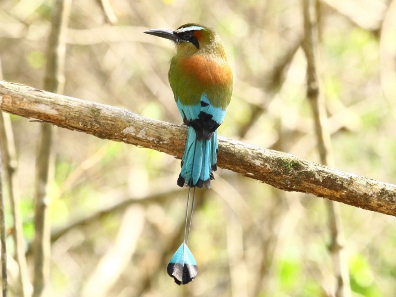 Motmot
