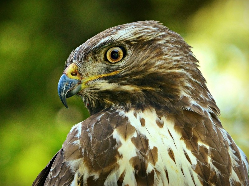 buzzard