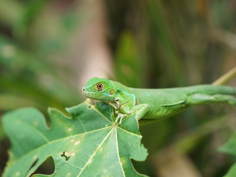 Osa Halbinsel - Anolis Echse