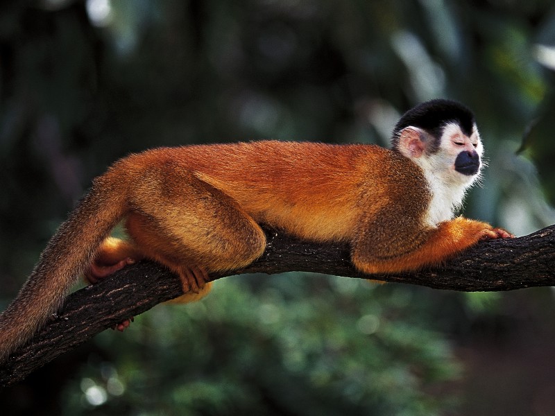 Capitan Suizo Tiere Affe