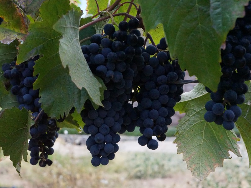 Estancia Colome - Trauben