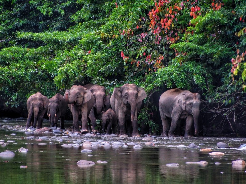 Borneo Pygmy Elefant, Danum Valley