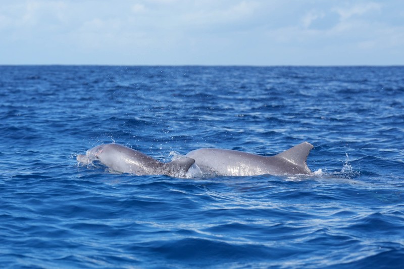 Delfinabenteuer in Kizimkazi