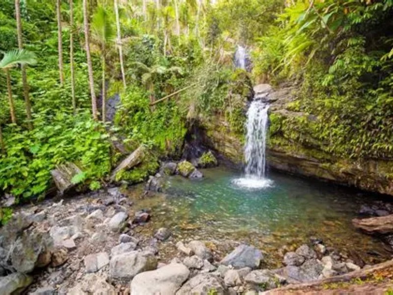 El Yunge National Forest Park
