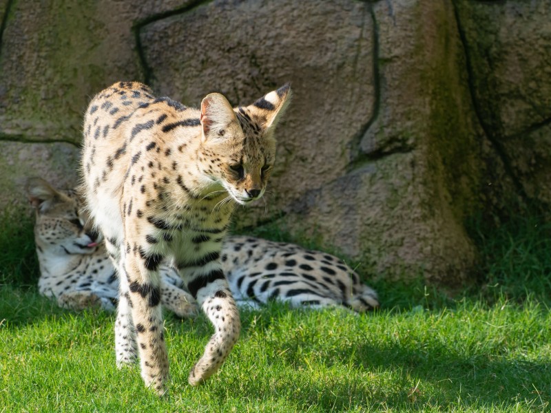 Serval 
