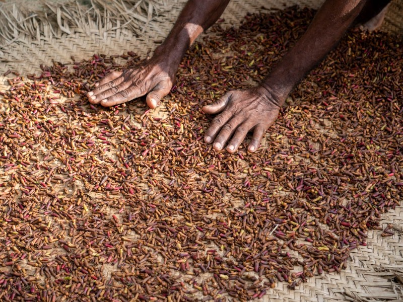 Spice Farm