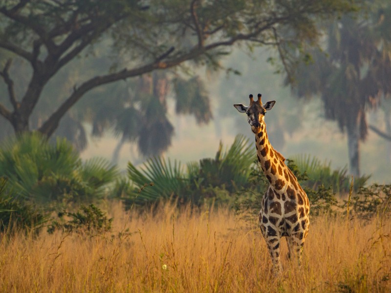 Uganda hautnah