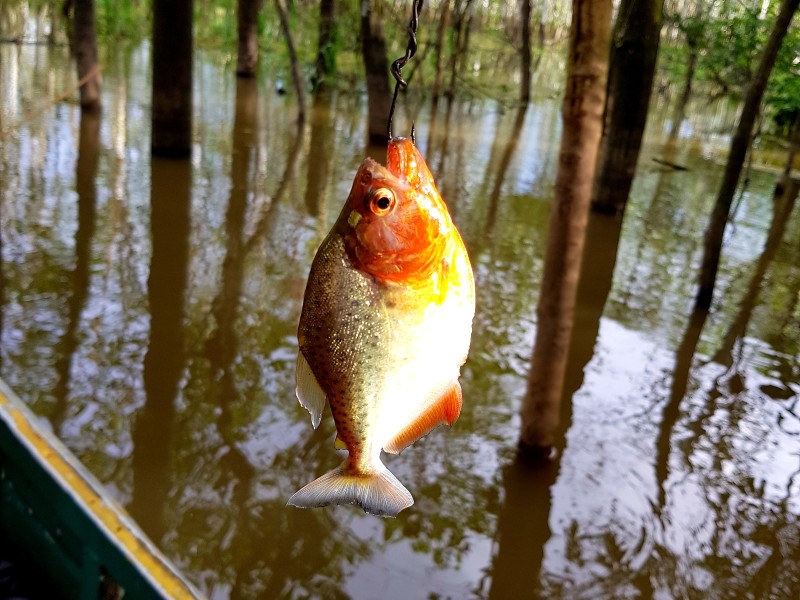 Heliconia Lodge - Piranha-Angeln