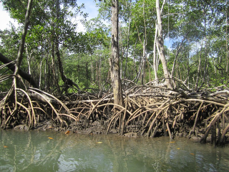 Mangroven