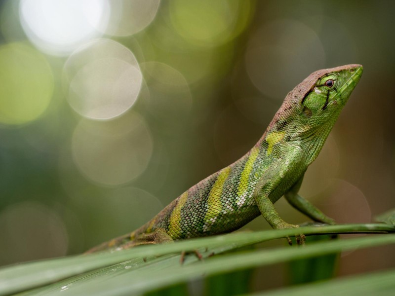 Napo Wildlife Center - Urwaldeidechse