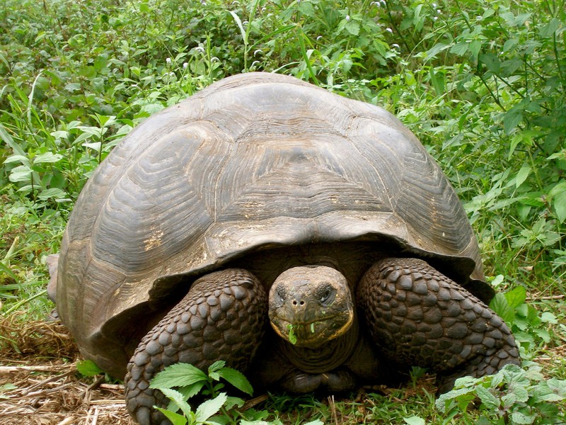 Riesenschildkröte