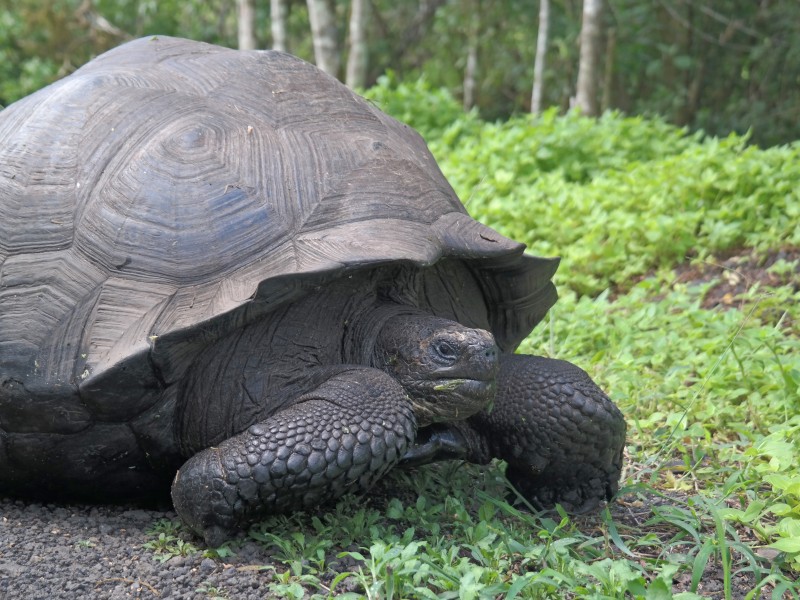 Galapagos-Riesenschildkröte - Santa Cruz
