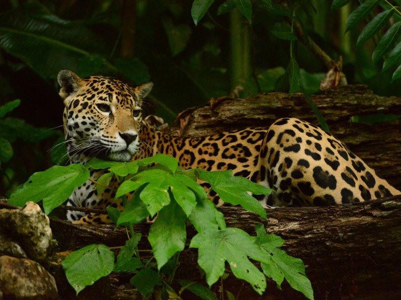 Jaguar