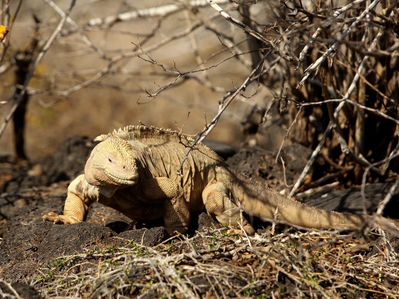 Gelber Landleguan auf Santa Fé