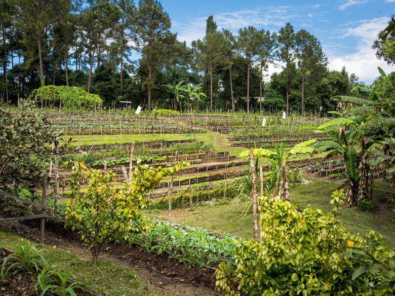 Blancaneaux Lodge - Gemüse Garten