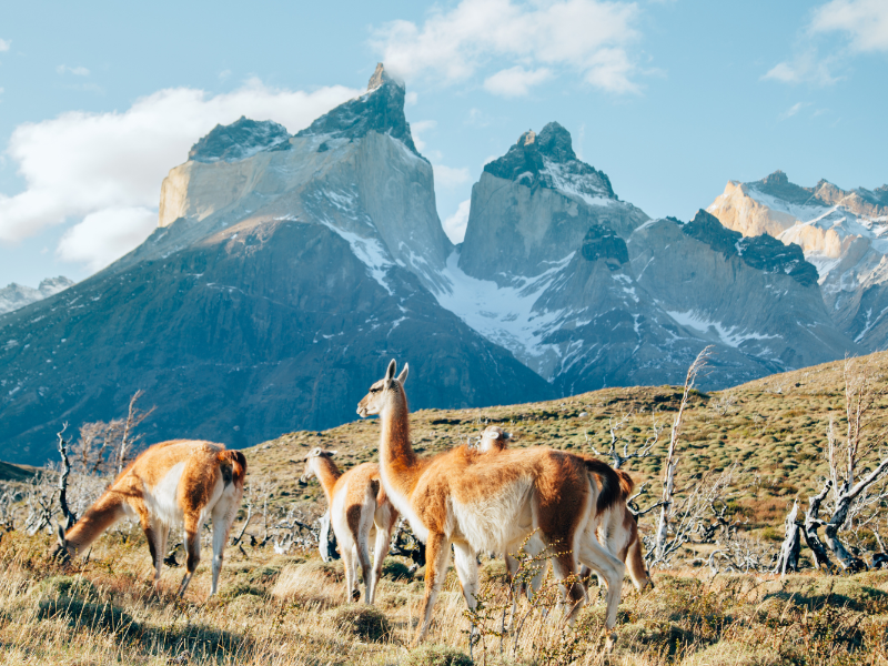 Guanacos en Torres del Paine