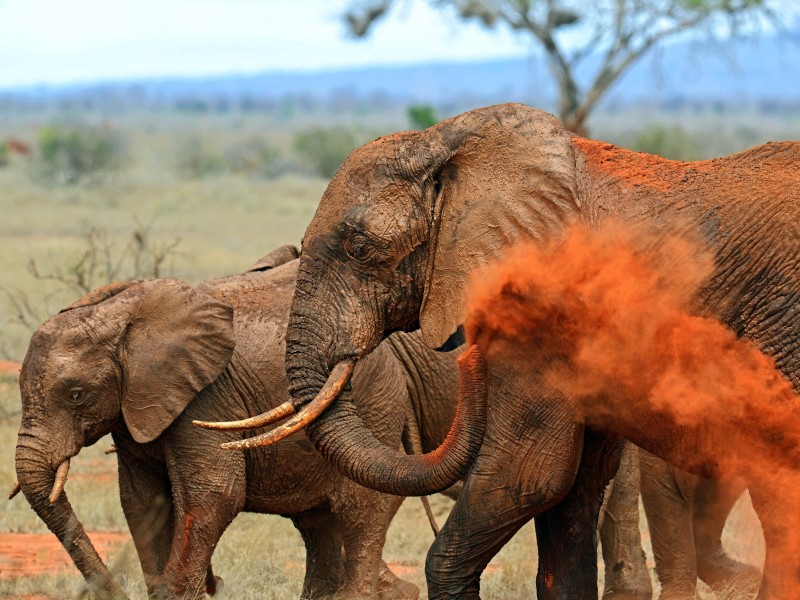 Kenya - Tsavo East