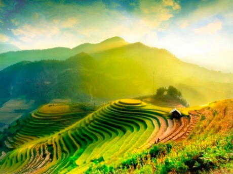 Vietnam - rice fields