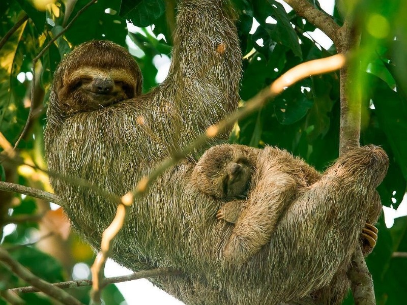 Mangrove Boat Tour Damas Island