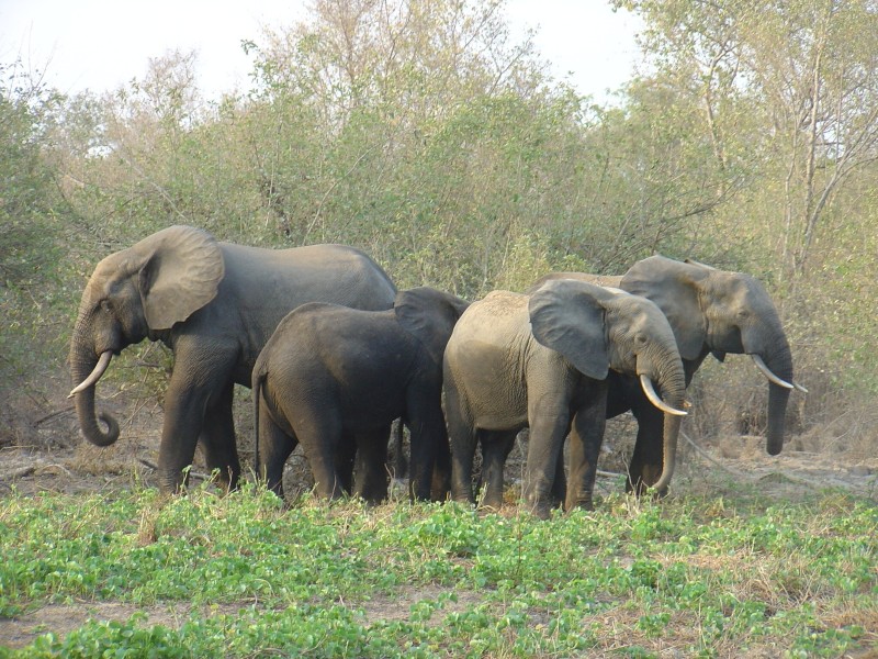 Forest Elephants