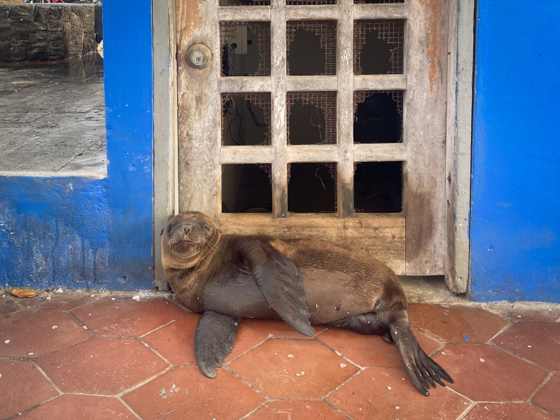 Inselhüpfen Galapagos Pur