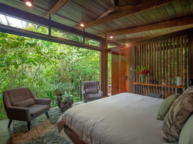 Ecolirios - Jungle Suite