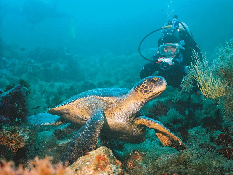 Diving with sea turtles