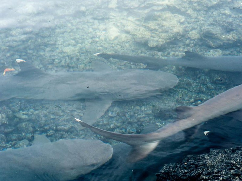  Whitetip reef shark channel