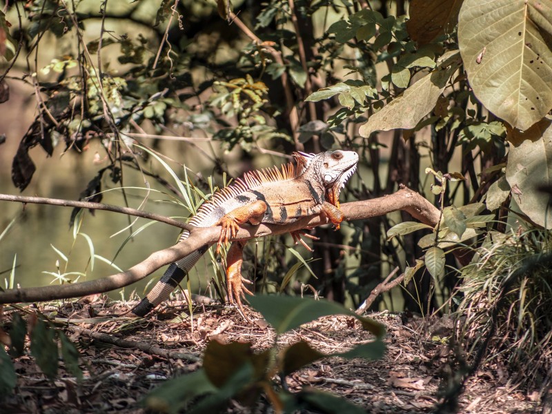 Iguana